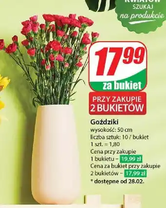 Dino Goździki 50 cm oferta