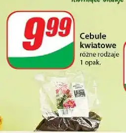 Dino Cebule kwiatów oferta