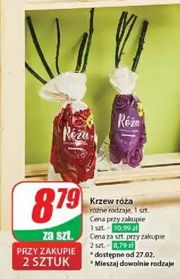 Dino Róża oferta