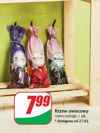 Dino Krzew owocowy malina oferta