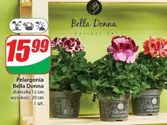 Dino Pelargonia bella donna oferta