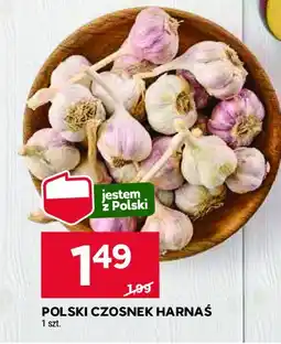 Stokrotka Czosnek harnaś oferta