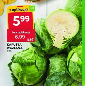 Stokrotka Kapusta wczesna oferta