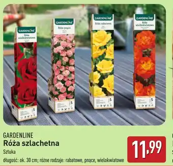 ALDI Róża Gardenline oferta