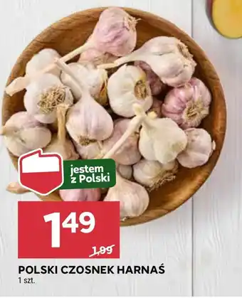 Stokrotka Czosnek Polski oferta