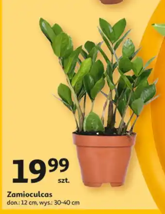 Auchan Zamioculcas śr. 12 cm oferta