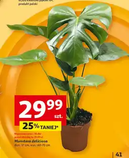 Monstera deliciosa