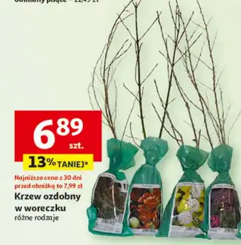 Auchan Krzew ozdobny oferta