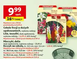 Auchan Koszyn na cebulę 31.5 cm oferta