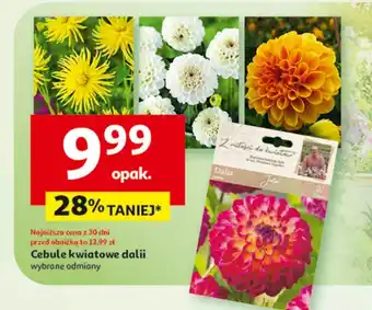 Auchan Cebule dalii oferta