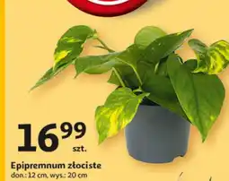 Auchan Epipremium don. 12 cm oferta