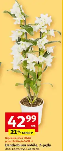 Auchan Dendrobium 2-pędowe don. 12 cm oferta