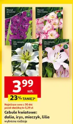 Auchan Lilia cebula oferta