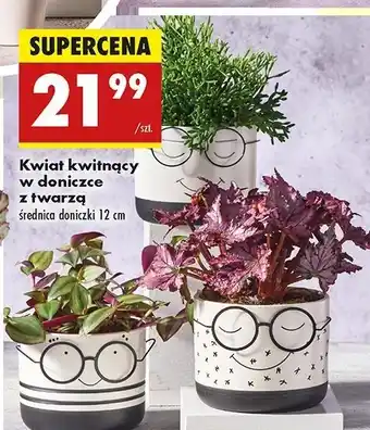 Biedronka Kwiat kwitnący w doniczce z twarzą 12 cm oferta