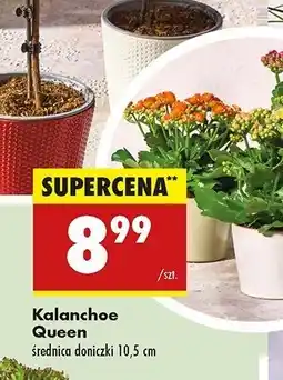 Biedronka Kalanchoe queen oferta