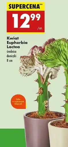 Biedronka Kwiat euphorbia lactea oferta