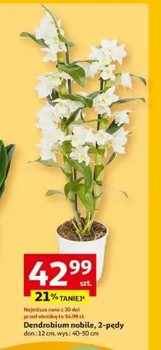 Auchan Dendrobium To ta! oferta