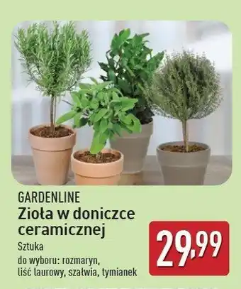 ALDI Liść laurowy w ceramicznej doniczce 16 cm oferta