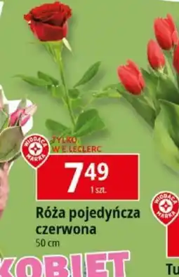 E.Leclerc Róża pojedyncza czerwona oferta