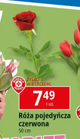 E.Leclerc Róża 50 cm oferta