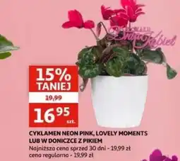 Auchan Cyklamen w doniczce z pikiem oferta