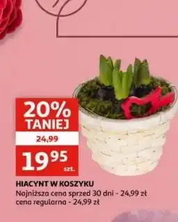 Auchan Hiacynt w koszyku oferta