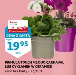 Auchan Cyklamen w ceramice różowy oferta