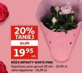 Auchan Róża infinity don. 10.5 cm oferta