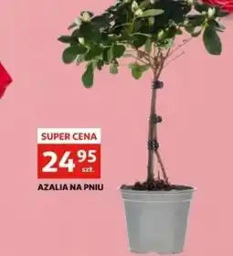 Auchan Azalia na pniu oferta