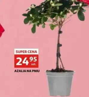 Auchan Azalia na pniu oferta