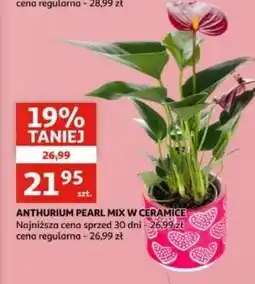 Auchan Anthurium pearl mix w ceramice oferta