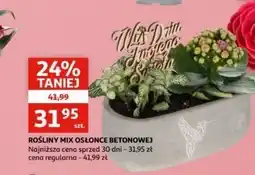 Auchan Rośliny mix w osłonce betonowej oferta