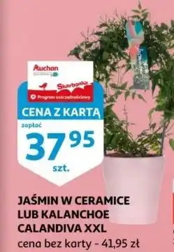 Auchan Kalanchoe calandiva xxl oferta