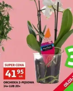 Auchan Orchidea 2-pędowa oferta