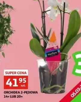 Auchan Orchidea 2-pędowa oferta