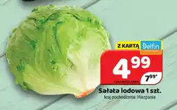 Delfin Sałata lodowa oferta