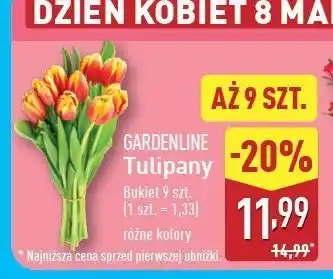 ALDI Tulipany Gardenline oferta