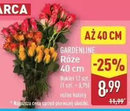 ALDI Róże 40 cm Gardenline oferta