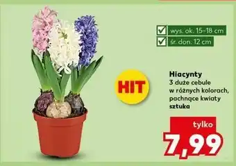 Kaufland Hiacynt 3 cebule don. 12 cm oferta