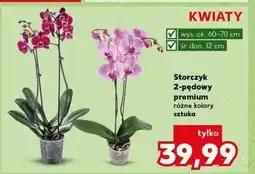 Kaufland Storczy 2-pędowy 12 cm oferta