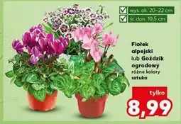 Kaufland Goździk ogrodowy śr. 10.5 cm oferta