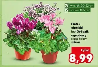 Kaufland Goździk ogrodowy śr. 10.5 cm oferta