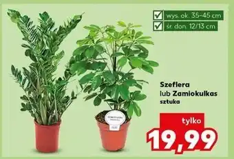 Kaufland Zamiokulkas oferta