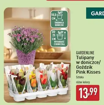 ALDI Goździk pink kisses Gardenline oferta