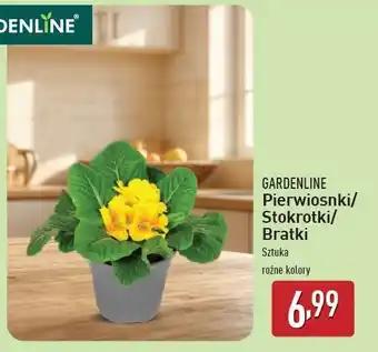 ALDI Bratki Gardenline oferta