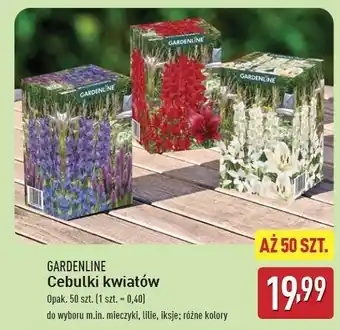 ALDI Cebulki iksje Gardenline oferta