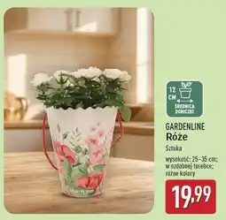 ALDI Róża w torebce ozdobnej 12 cm Gardenline oferta