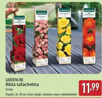 ALDI Róża szlachetna w kartonie Gardenline oferta