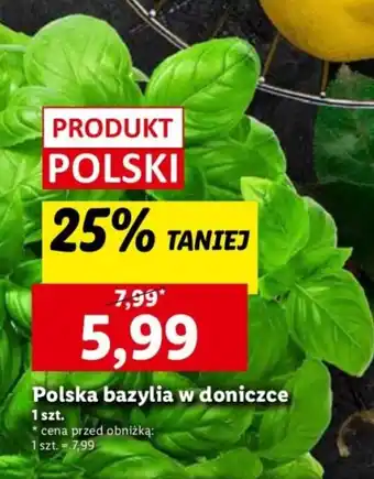 Lidl Polska bazylia w doniczce oferta