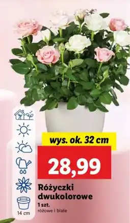 Lidl Różyczki dwukolorowe oferta